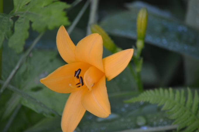 DSC_0376.JPG