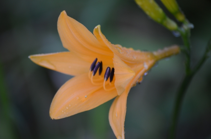 DSC_0378.JPG