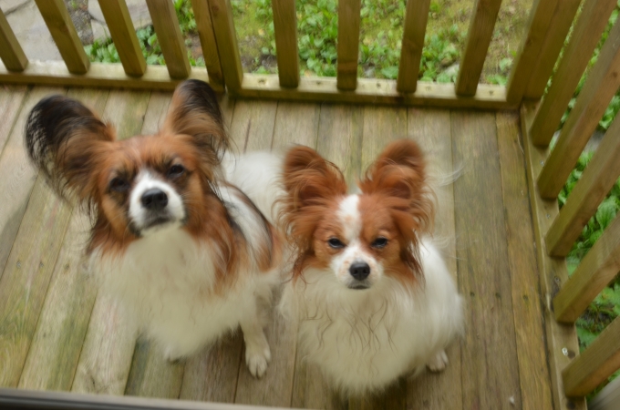 DSC_0190.JPG