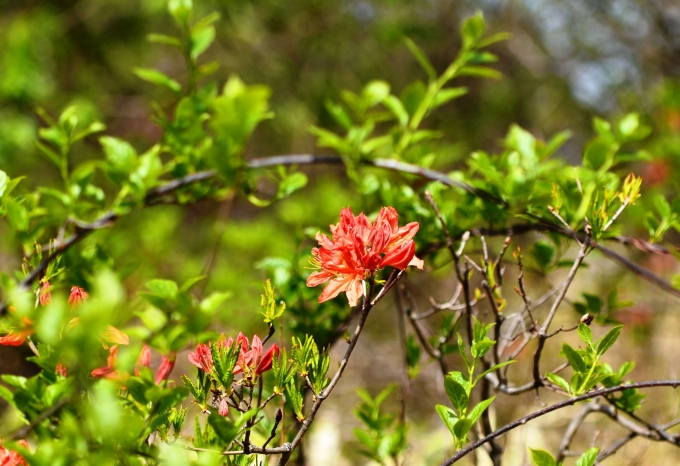 DSC_0008_result2.jpg