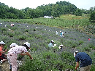 池田小学校の皆さん摘み取り