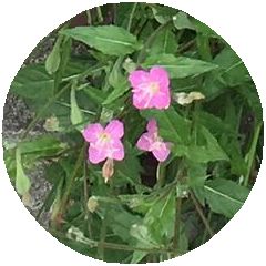 170525_flowers_02_b
