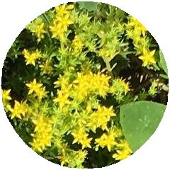 170529_flowers_02_b