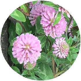 170612_flowers_02_c
