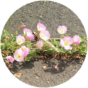 170612_flowers_03_c