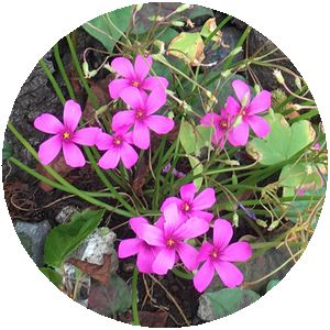170627_flowers_01