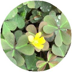 170628_flowers_03_b