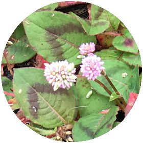 170628_flowers_04_b