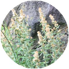 170525_flowers_13_b