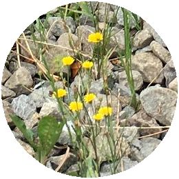 170601_flowers_02_b