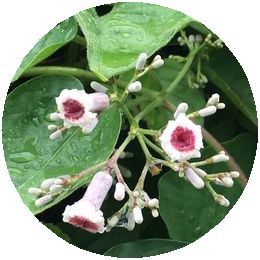 170628_flowers_01_b