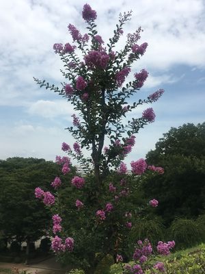 170717_flowers