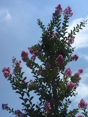 170718_flowers_00