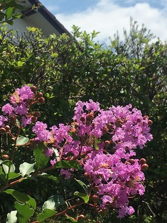 170718_flowers_03