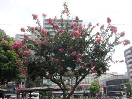 170719_flowers_01
