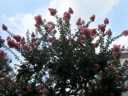 170719_flowers_02