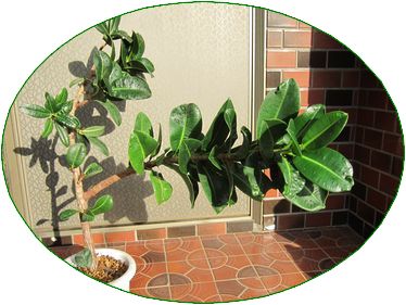 121025_myplants_b