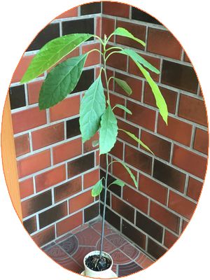 161205_avocado_02_b