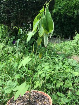 170822_avocado_01_a