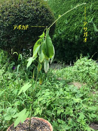 170822_avocado_01_b