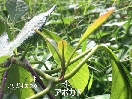 170905_avocado_04_b