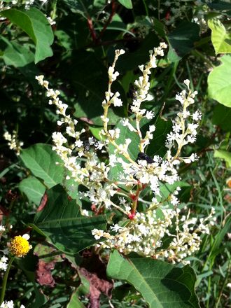 170919_flowers_01_4