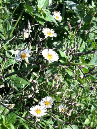 170919_flowers_02_4