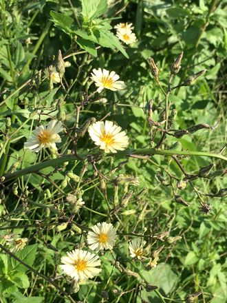 170919_flowers_02_6s