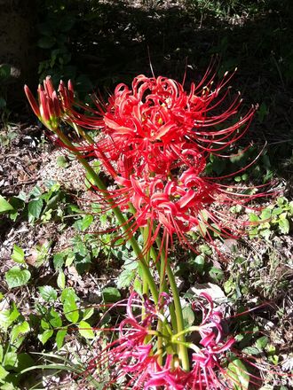 170919_flowers_03_4