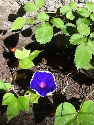 170919_flowers_04_4