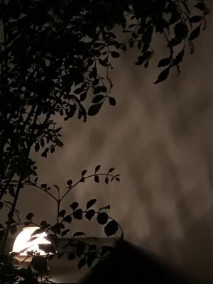 IMG_8125.jpg