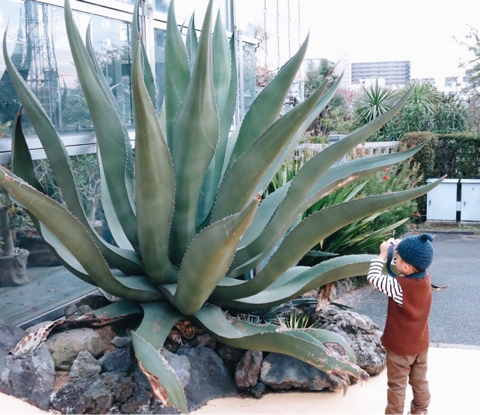 アガべ（リュウゼツラン）　大型 超巨大 アガベ リュウゼツラン