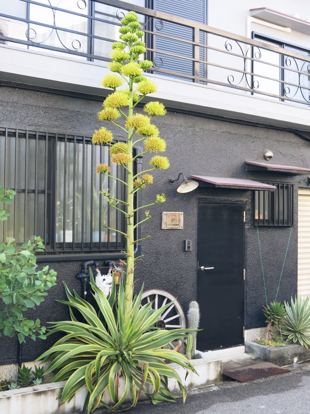 アガベ の 花
