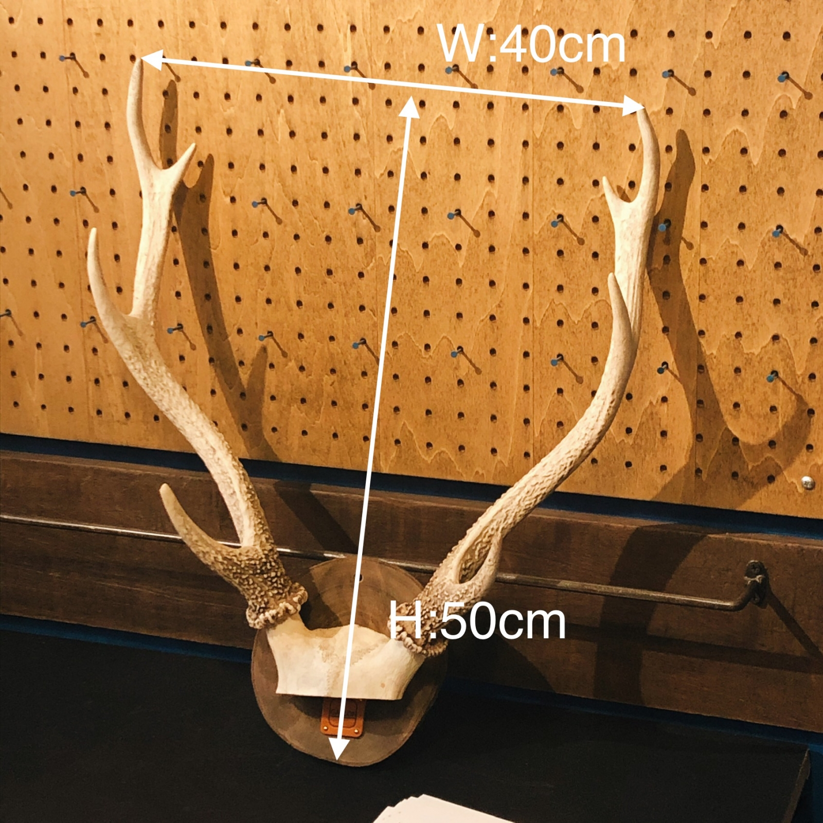 鹿の角、本物です。ディスプレイにお勧めです。 壁に飾る鹿のディスプレイ | ガロンのハンドメイドとアトリエの日常