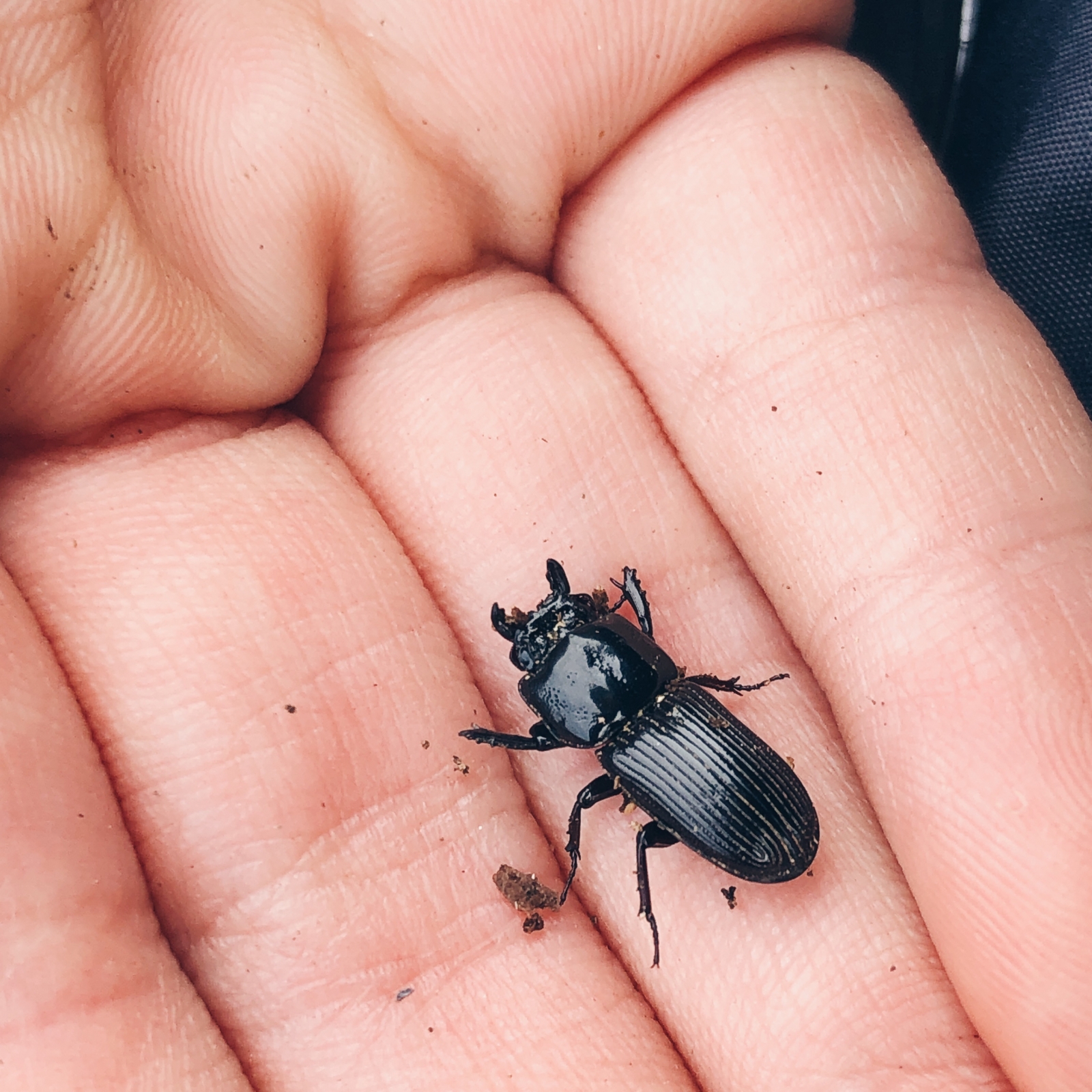 冬の昆虫採集 | ガロンのハンドメイドとアトリエの日常