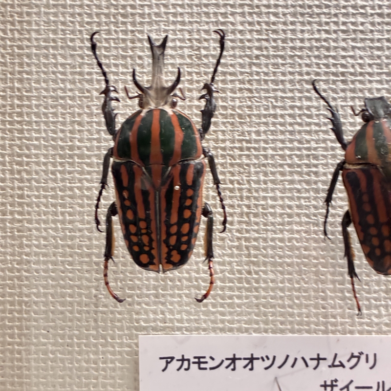 世界一の硬さを誇る昆虫 | ガロンのハンドメイドとアトリエの日常
