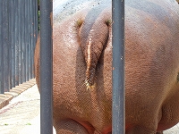 カバのしっぽ