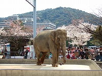 ぞうさん