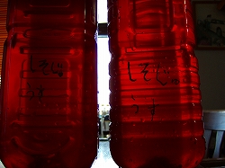 しそじゅ うす