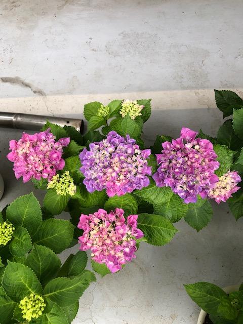 image0.jpeg