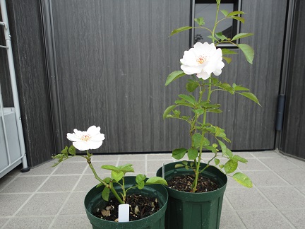 ドミニクロワゾー挿し木苗.jpg