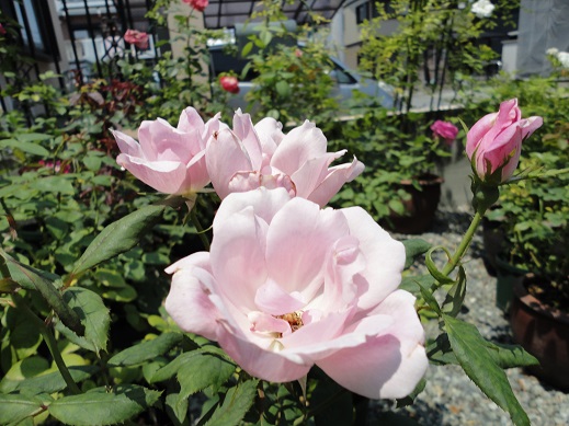 20150712-1.jpg