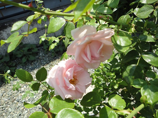 20150712-2.jpg