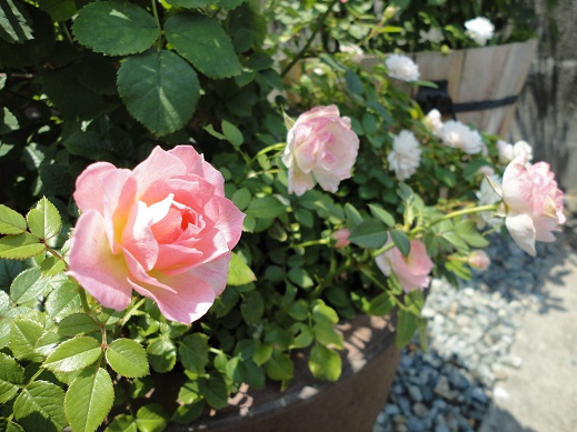 20150712-3.jpg