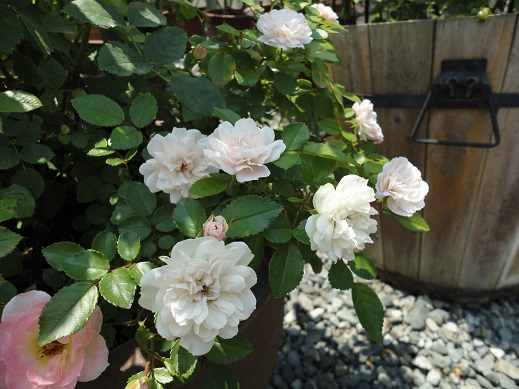 20150712-4.jpg