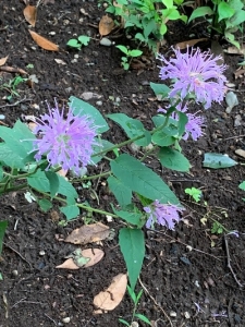人間禅道場7月の茶花 | 座禅ブログ