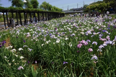 潮来あやめ園