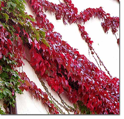 ツタ紅葉