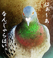 豆鉄砲食った鳩