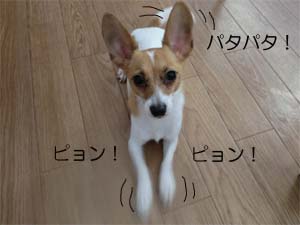 遊びに誘うミルクちゃん